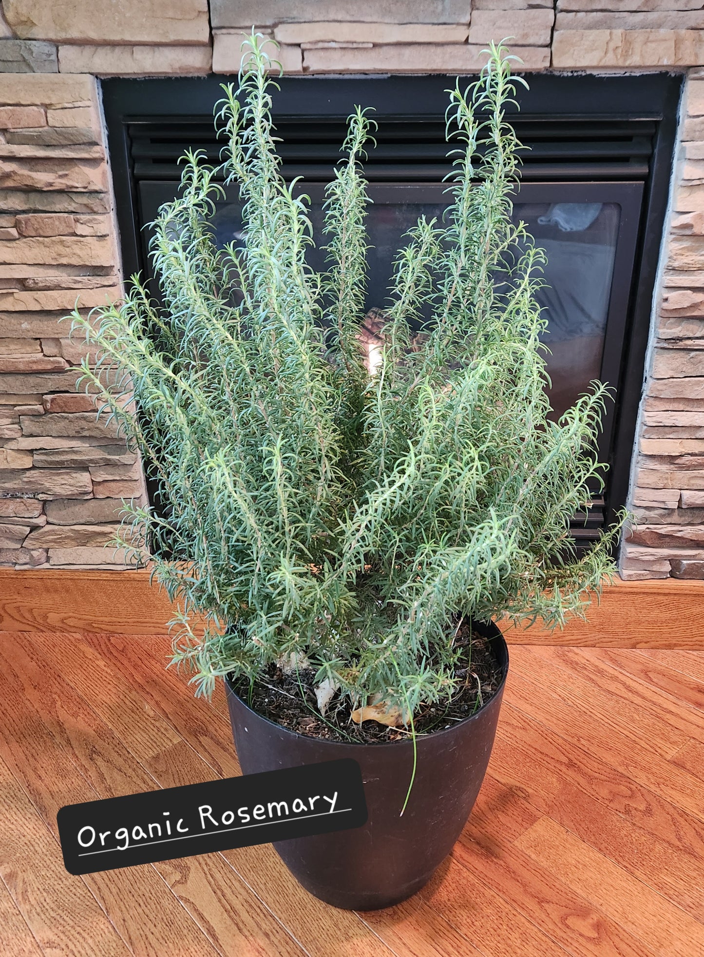 Rosemary Hydrosol 4 ounce glass spray bottle